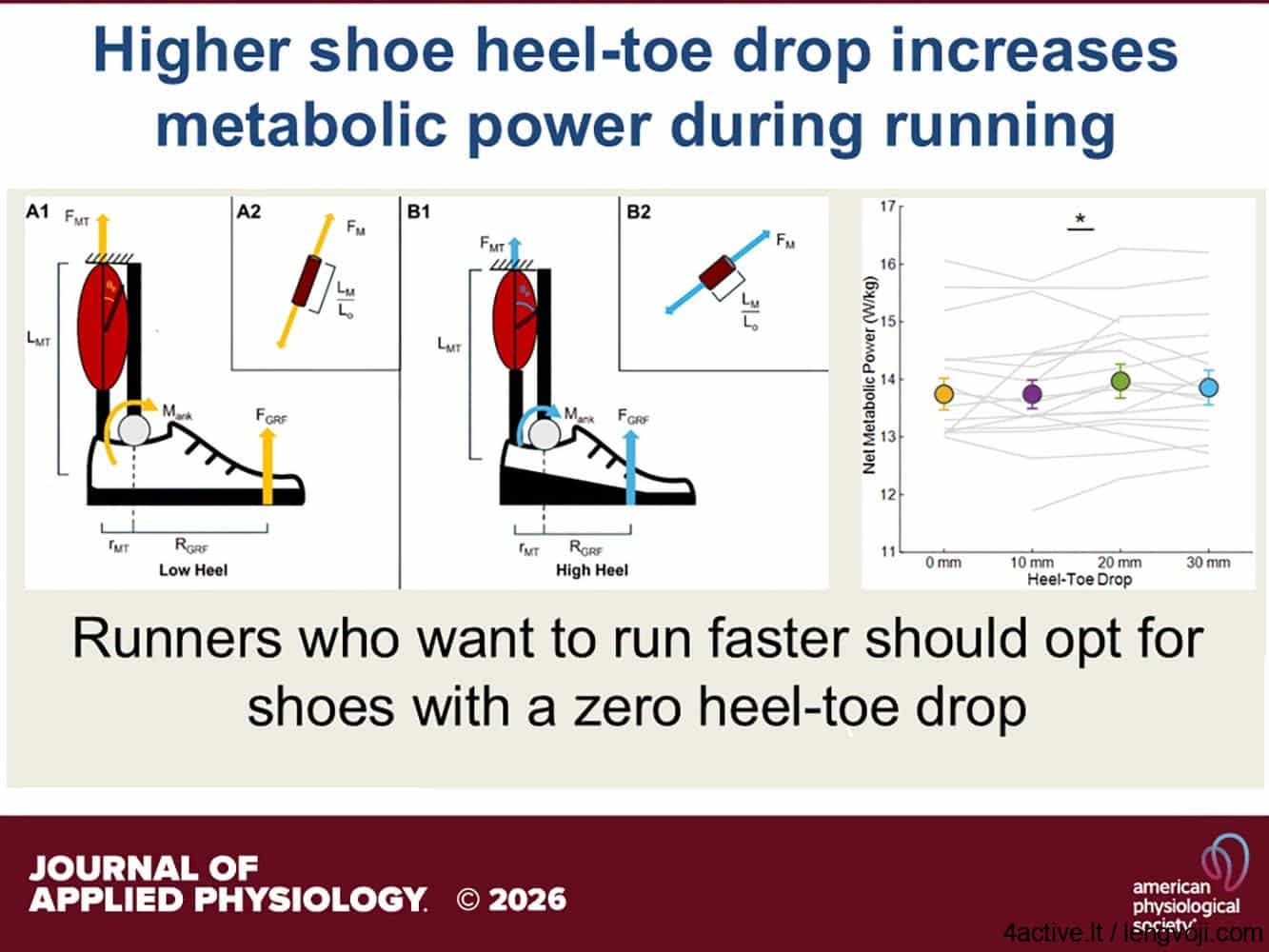 Infographic showing how higher heel-toe drop increases metabolic power during running; diagrams compare low vs high heel drop and a performance chart.