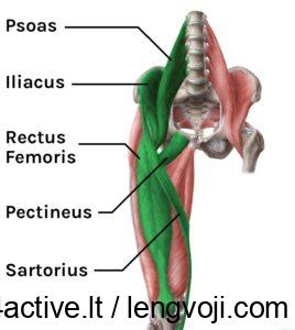 hipflexors - 4Active - 4Active Anatomical diagram showing hip flexor muscles labeled: psoas, iliacus, rectus femoris, pectineus, and sartorius on the thigh and pelvis.