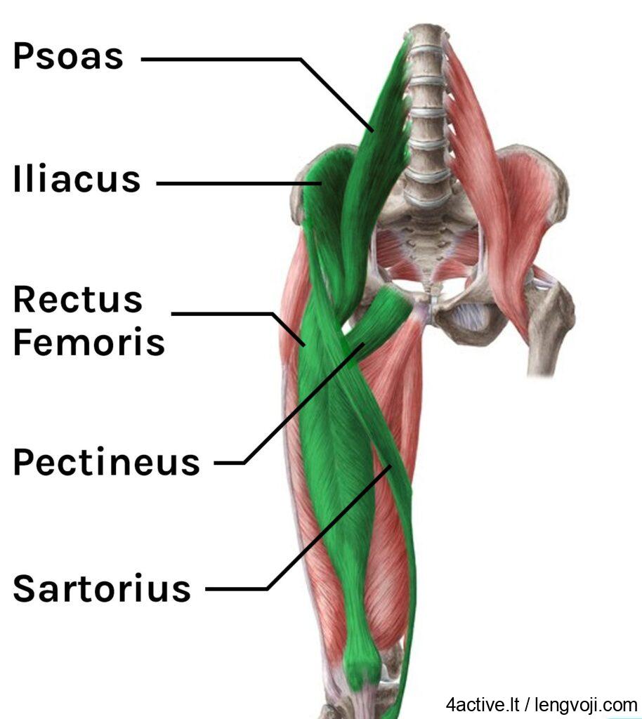 Anatomical diagram showing hip flexor muscles labeled: psoas, iliacus, rectus femoris, pectineus, and sartorius on the thigh and pelvis.