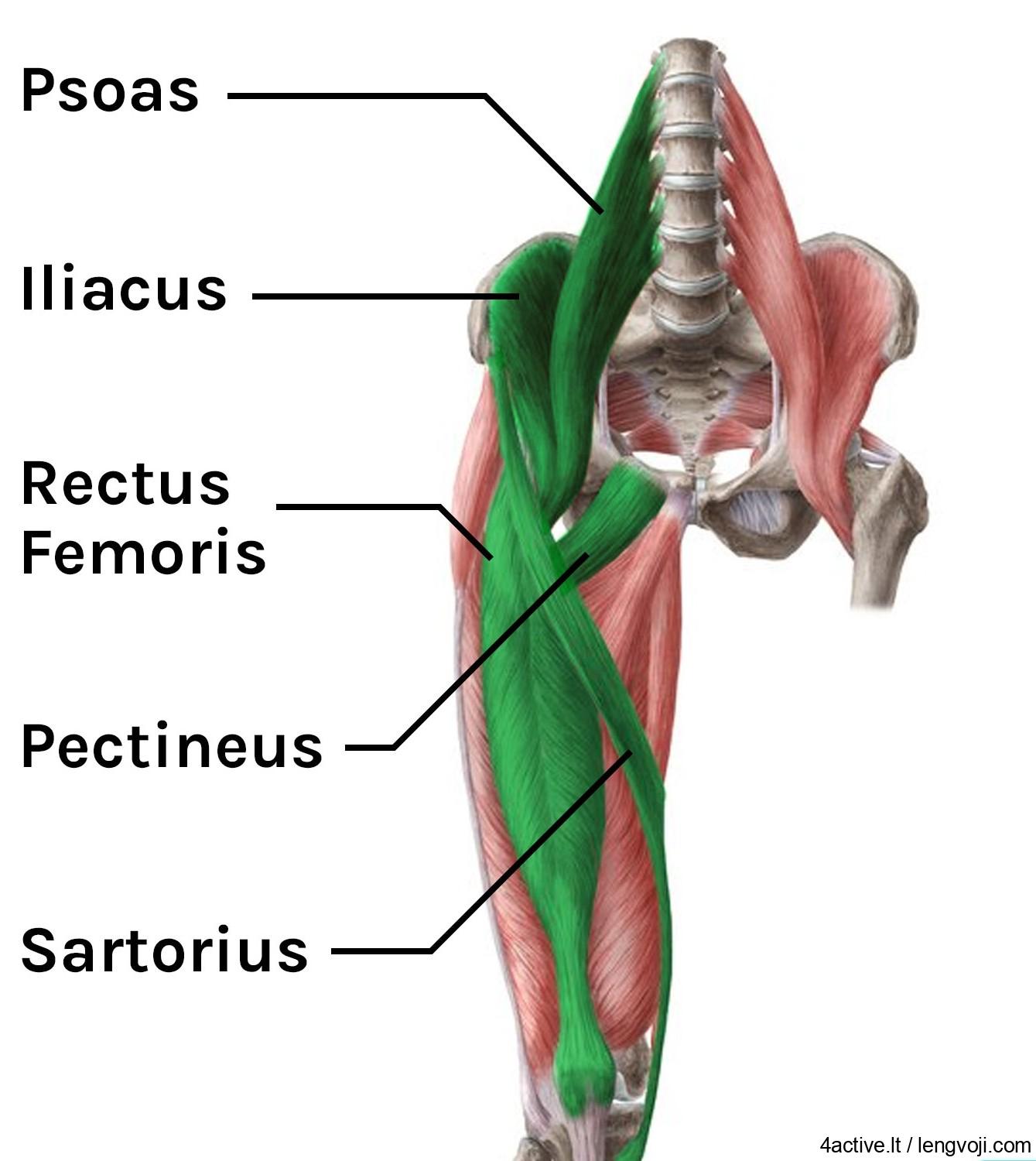 Anatomical diagram showing hip flexor muscles labeled: psoas, iliacus, rectus femoris, pectineus, and sartorius on the thigh and pelvis.